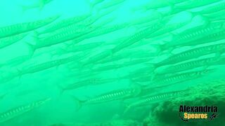 Spearfishing in Alexandria, Egypt 2017, Destination Croatia