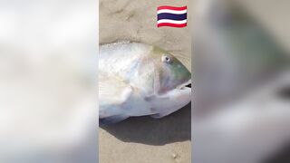 Fish Pandemic на Ко Самуи, Таиланд #travel #fishing #chaweng #beach #animal #thailand #pandemic
