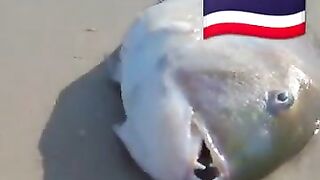 Fish Pandemic на Ко Самуи, Таиланд #travel #fishing #chaweng #beach #animal #thailand #pandemic