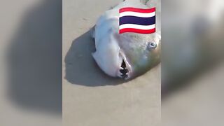 Fish Pandemic на Ко Самуи, Таиланд #travel #fishing #chaweng #beach #animal #thailand #pandemic