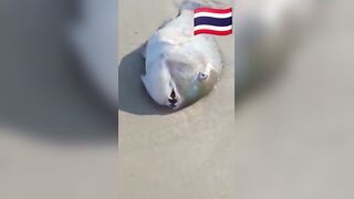 Fish Pandemic на Ко Самуи, Таиланд #travel #fishing #chaweng #beach #animal #thailand #pandemic