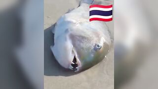 Fish Pandemic на Ко Самуи, Таиланд #travel #fishing #chaweng #beach #animal #thailand #pandemic