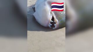 Fish Pandemic на Ко Самуи, Таиланд #travel #fishing #chaweng #beach #animal #thailand #pandemic