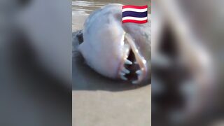 Fish Pandemic на Ко Самуи, Таиланд #travel #fishing #chaweng #beach #animal #thailand #pandemic