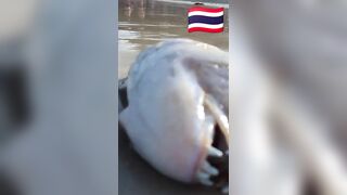 Fish Pandemic на Ко Самуи, Таиланд #travel #fishing #chaweng #beach #animal #thailand #pandemic