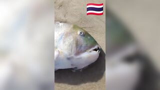 Fish Pandemic на Ко Самуи, Таиланд #travel #fishing #chaweng #beach #animal #thailand #pandemic