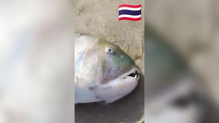 Fish Pandemic на Ко Самуи, Таиланд #travel #fishing #chaweng #beach #animal #thailand #pandemic