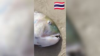 Fish Pandemic на Ко Самуи, Таиланд #travel #fishing #chaweng #beach #animal #thailand #pandemic