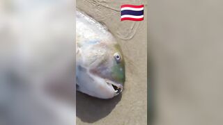 Fish Pandemic на Ко Самуи, Таиланд #travel #fishing #chaweng #beach #animal #thailand #pandemic