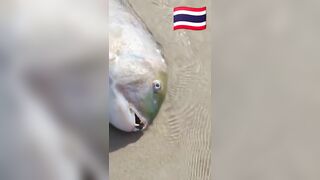 Fish Pandemic на Ко Самуи, Таиланд #travel #fishing #chaweng #beach #animal #thailand #pandemic