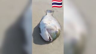 Fish Pandemic на Ко Самуи, Таиланд #travel #fishing #chaweng #beach #animal #thailand #pandemic