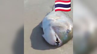 Fish Pandemic на Ко Самуи, Таиланд #travel #fishing #chaweng #beach #animal #thailand #pandemic