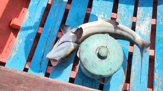 Ко Самуи, Таиланд, catch & cook, кобия и барракуда, с рецептами