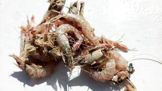 Египет, Александрия, набережная и городская рыбалка