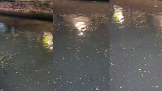 Бангкок, река Чао Прайя, рыбы много