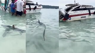 Акула на пляже Пхи Пхи, рыбалка на Пхукете #акула #тайланд #пхипхи