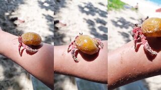 Рачки отшельники на пляже Карон #phuketbeach #katabeach