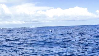 Рыбалка в Пунта Кане, ловим марлина, Доминиканская Республика