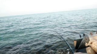 Bahrain (Бахрейн), Zallaq (Заллак), сарган и квинфиш