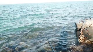 Bahrain (Бахрейн), Zallaq (Заллак), сарган и квинфиш