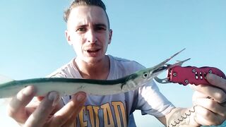 Bahrain (Бахрейн), Zallaq (Заллак), сарган и квинфиш