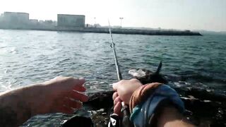 Bahrain (Бахрейн), Zallaq (Заллак), сарган и квинфиш