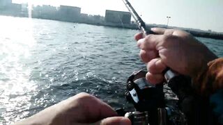 Bahrain (Бахрейн), Zallaq (Заллак), сарган и квинфиш