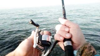 Bahrain (Бахрейн), Zallaq (Заллак), сарган и квинфиш