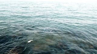 Bahrain (Бахрейн), Zallaq (Заллак), сарган и квинфиш