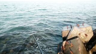 Bahrain (Бахрейн), Zallaq (Заллак), сарган и квинфиш