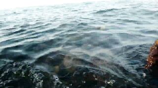 Bahrain (Бахрейн), Zallaq (Заллак), сарган и квинфиш