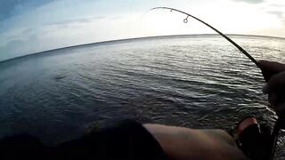 Севастополь ловля ласкиря на CF Arion 702 с берега