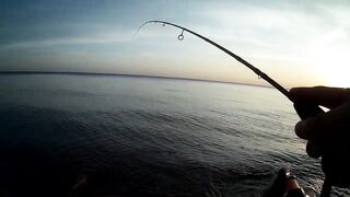 Севастополь ловля ласкиря на CF Arion 702 с берега