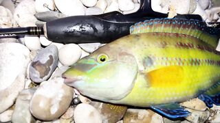 Севастополь ловля ласкиря на CF Arion 702 с берега