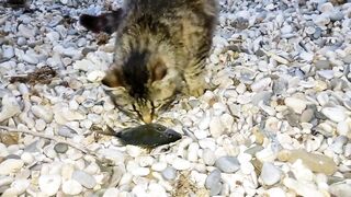 Севастополь ловля ласкиря на CF Arion 702 с берега