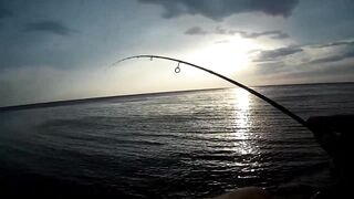 Севастополь ловля ласкиря на CF Arion 702 с берега