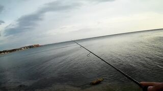 Севастополь ловля ласкиря на CF Arion 702 с берега