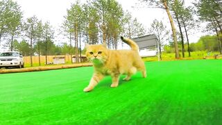 Боракай: рынок Талипапа и другие рынки острова