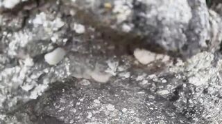 Мыс Меганом, Крым, зубарь и сарган, луфарь и пеламида