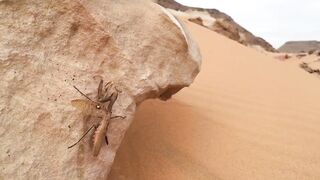 Lake Nasser (озеро Нассер): маршрут от Aswan (Асуан) до Abu Simbel (Абу-Симбел)