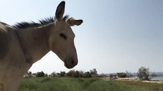 Lake Nasser (озеро Нассер): маршрут от Aswan (Асуан) до Abu Simbel (Абу-Симбел)