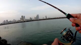 Шарджа (ОАЭ) у набережной это вообще рабочая рыбалка?