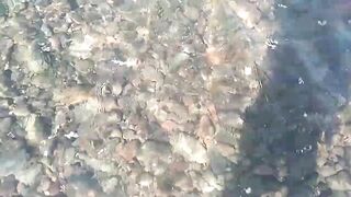 Бали Амед крупная баракуда у Вулкана Агунг