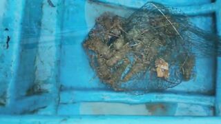 Джимбаран рыбалка на Бали лобстеры и рыба