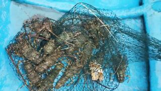 Джимбаран рыбалка на Бали лобстеры и рыба