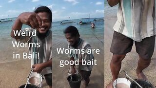 Бали - серебристый лещ на необычного червя