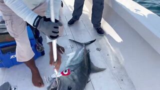 Мусандам, Оман поймал крупного GT