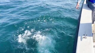 Мусандам, Оман поймал крупного GT