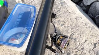 Дубай Марина для береговой рыбалки что можно поймать в городе?