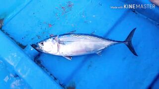 Мирисса, Шри-Ланка. Рыбалка на тунца.